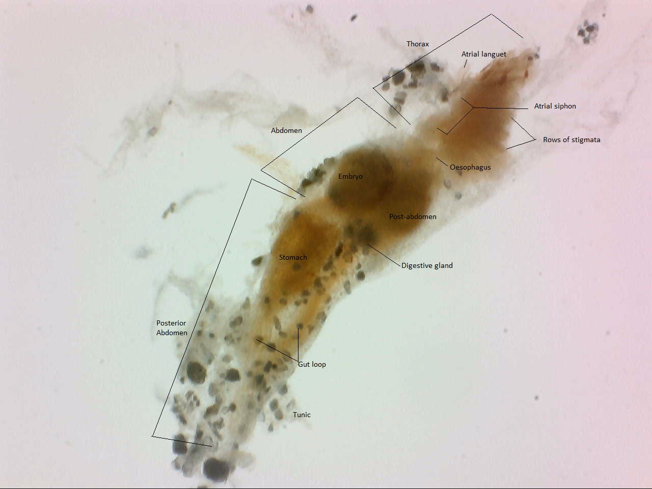 figure image